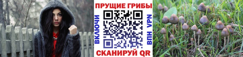 где продают   Стрежевой  Галлюциногенные грибы мухоморы 